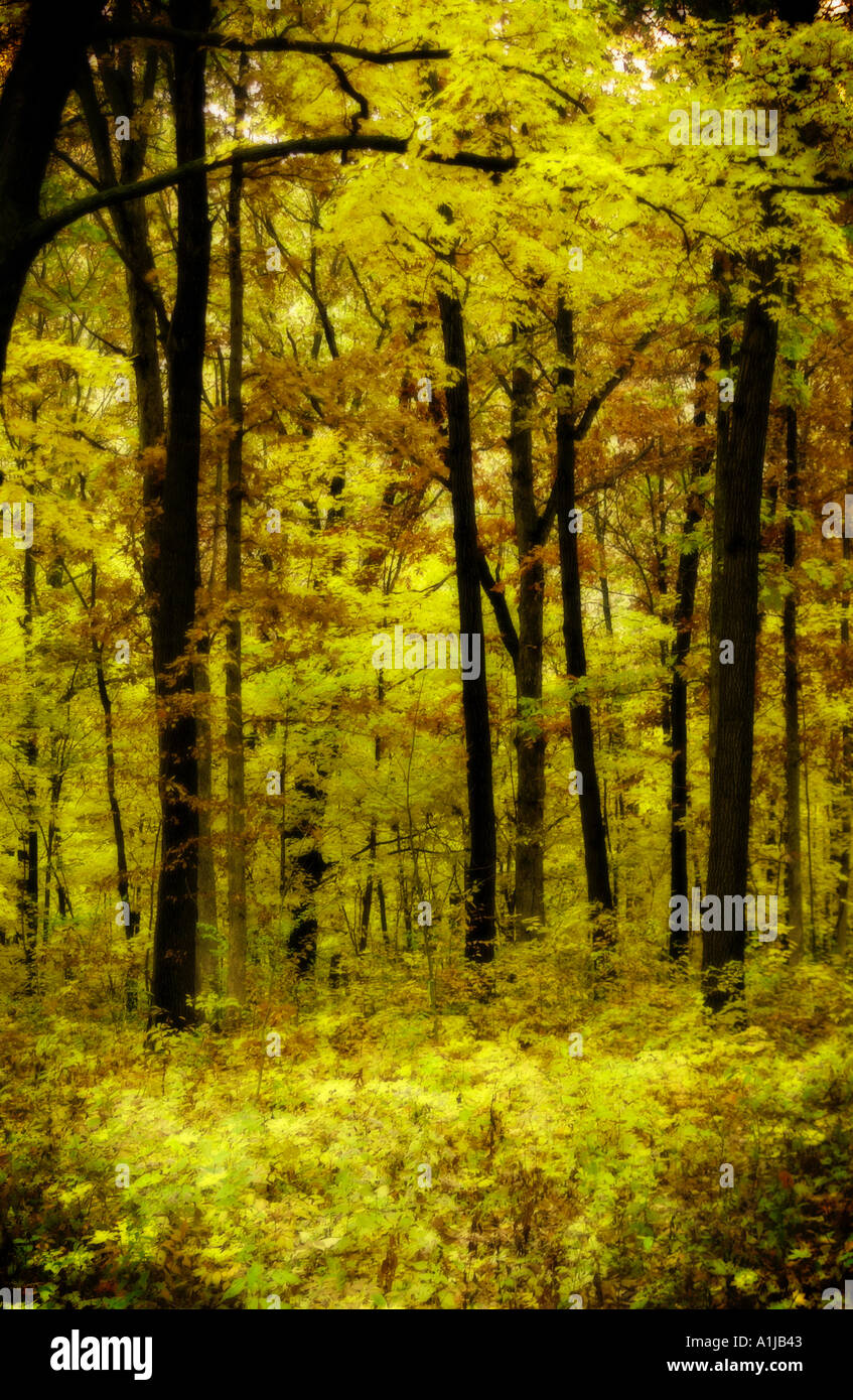 Bäume im Herbst Stockfoto