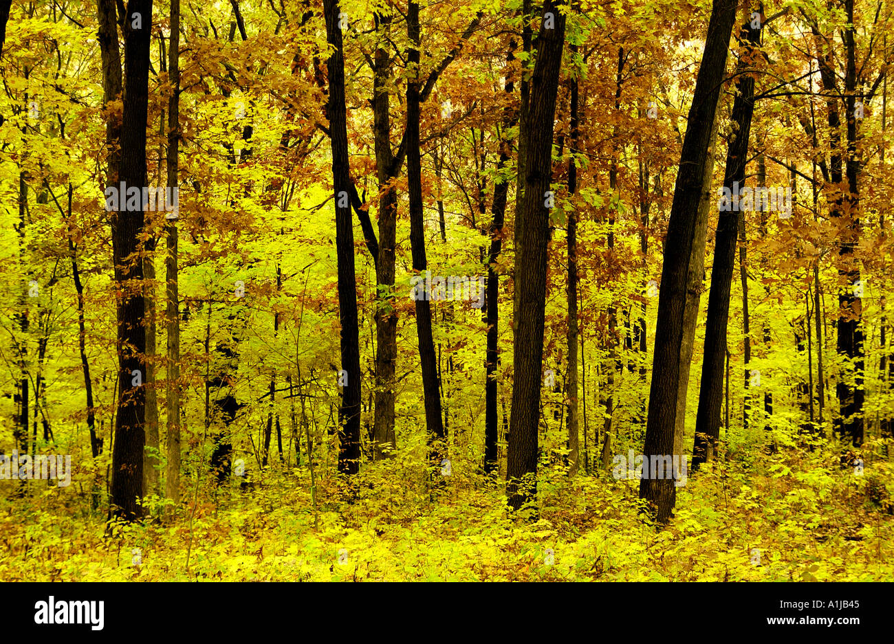 Bäume im Herbst Stockfoto