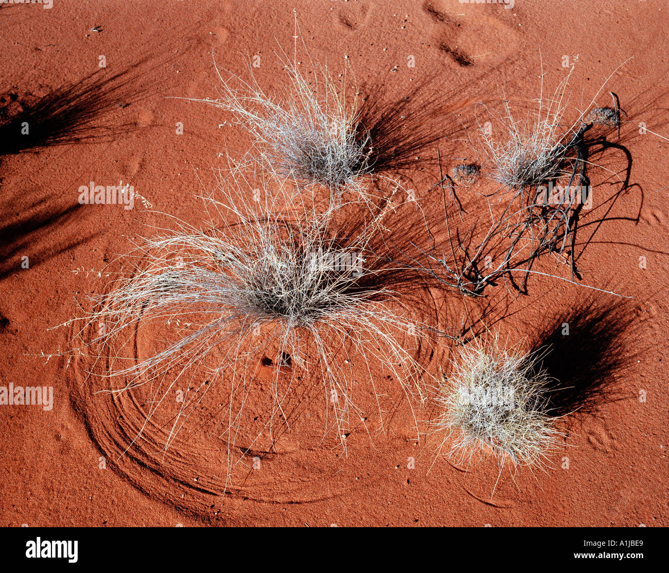Spiniflex im Wind weht und hinterlässt Spuren im Wüstensand Ayers Rock Northern Territories Australien Stockfoto