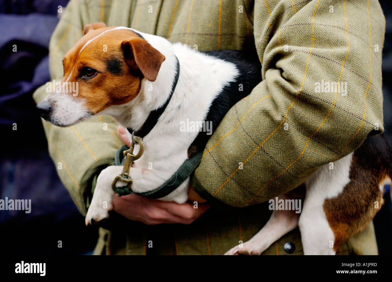 Golden Valley Jagd montieren auf dem Stadtplatz Uhr im Heu auf Wye Powys Wales UK GB Unterstützer tragen ein Jack Russell Terrier Stockfoto