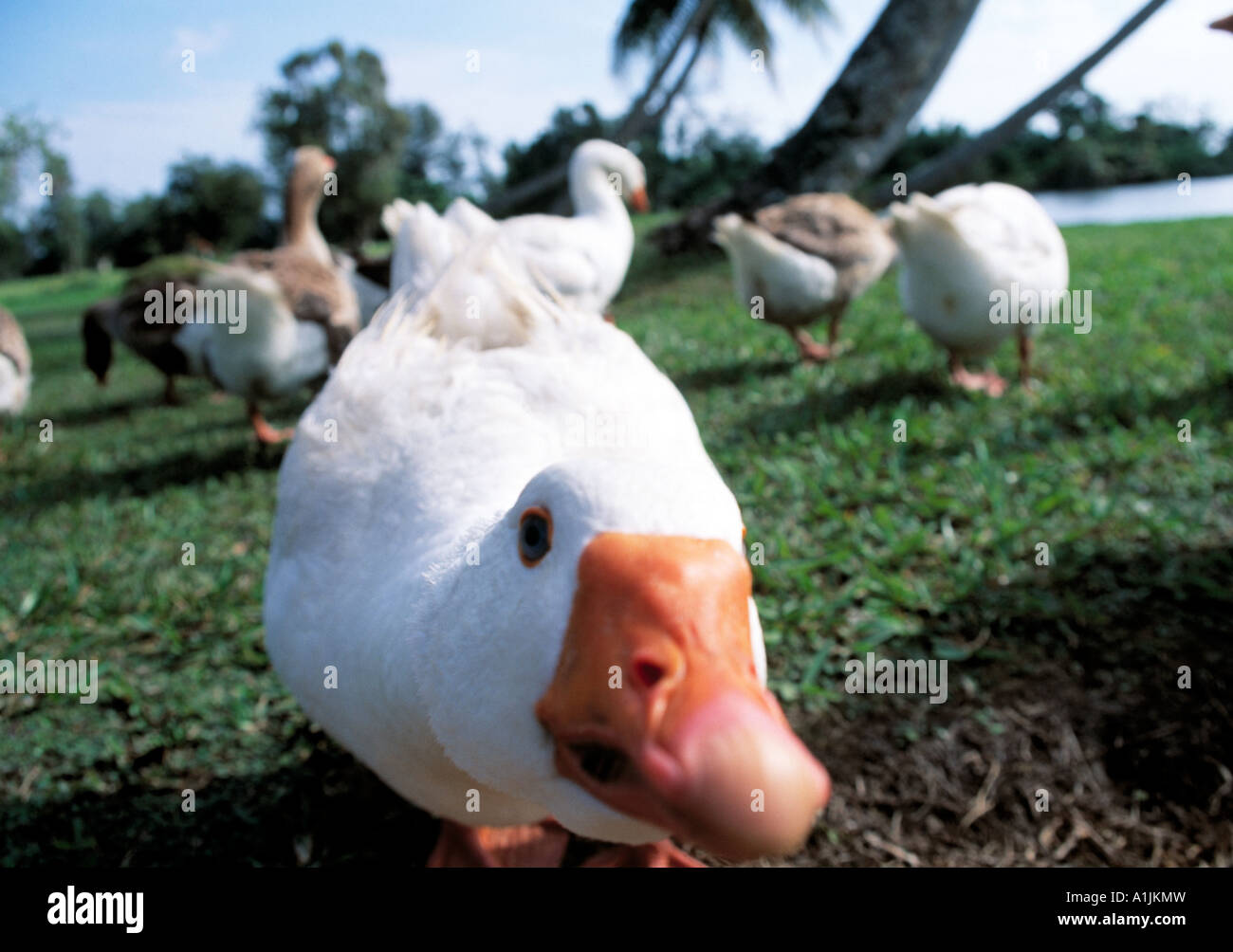 große weiße inländischen Gans starrte auf Kamera Stockfoto
