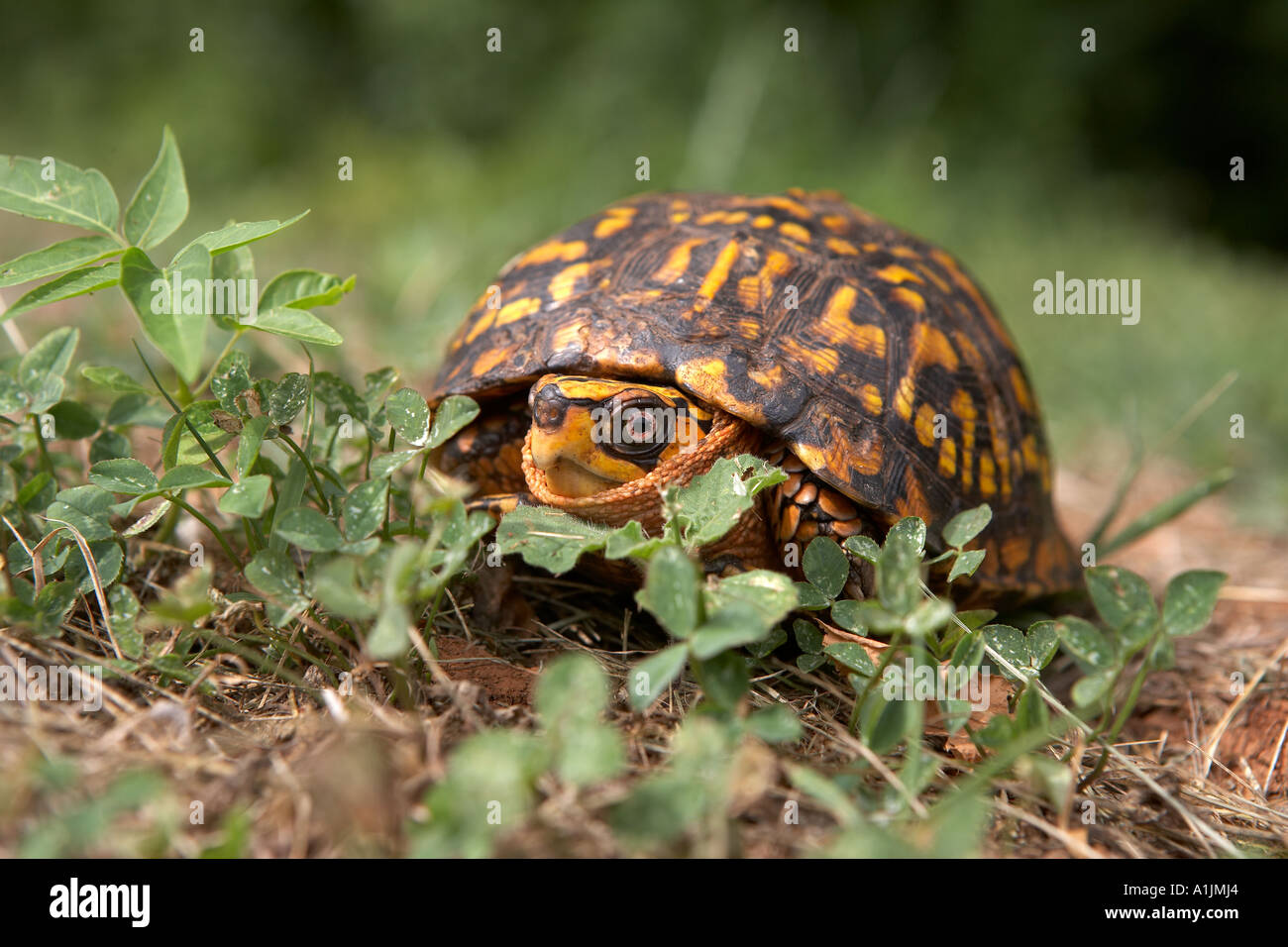 Schildkröte zu Fuß in der Nähe von einem Holz Charlottesville Virginia USA Stockfoto