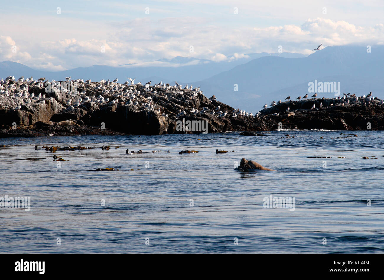 "Seelöwe" Schwimmen im "Rennen Felsen Stockfoto