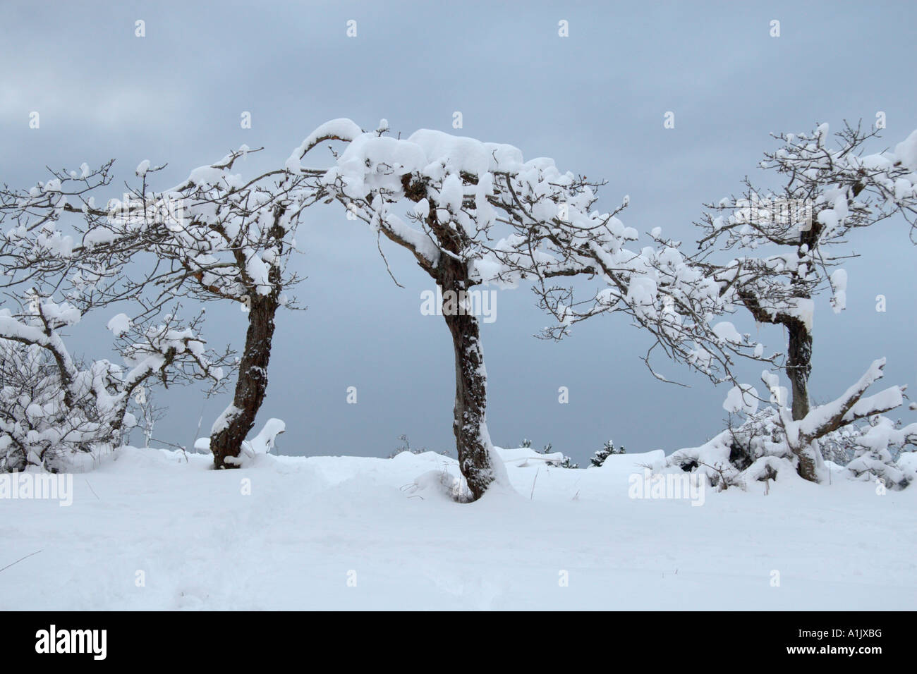 Garry Eichen mit Schnee bedeckt Stockfoto