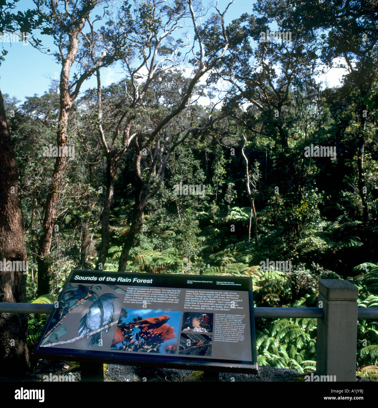 Klänge von der Rainforest Lookout, Volcanoes National Park, Big Island, Hawaii, USA Stockfoto