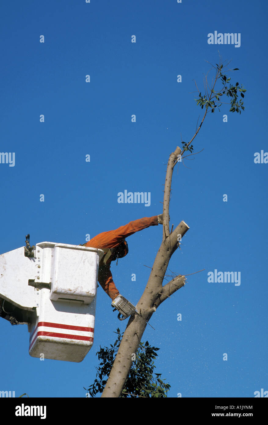 Der letzte Zweig wird Baum Trimmer reicht für Oberteil während Baum Entfernungsvorgang in Westchester, Kalifornien geschnitten. Stockfoto