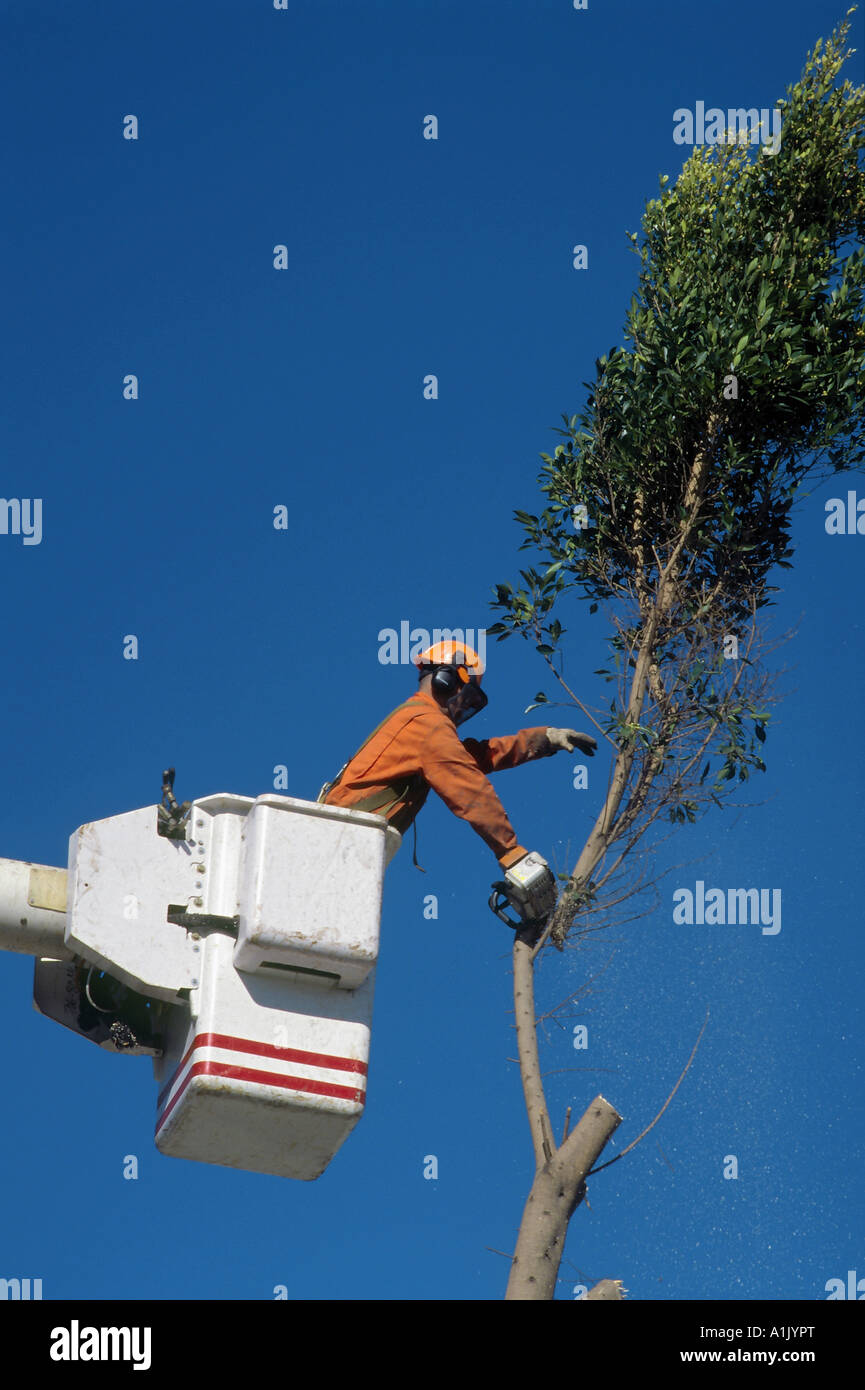 Abschneiden der oberen Zweige am Baum in Westchester, Kalifornien Stockfoto
