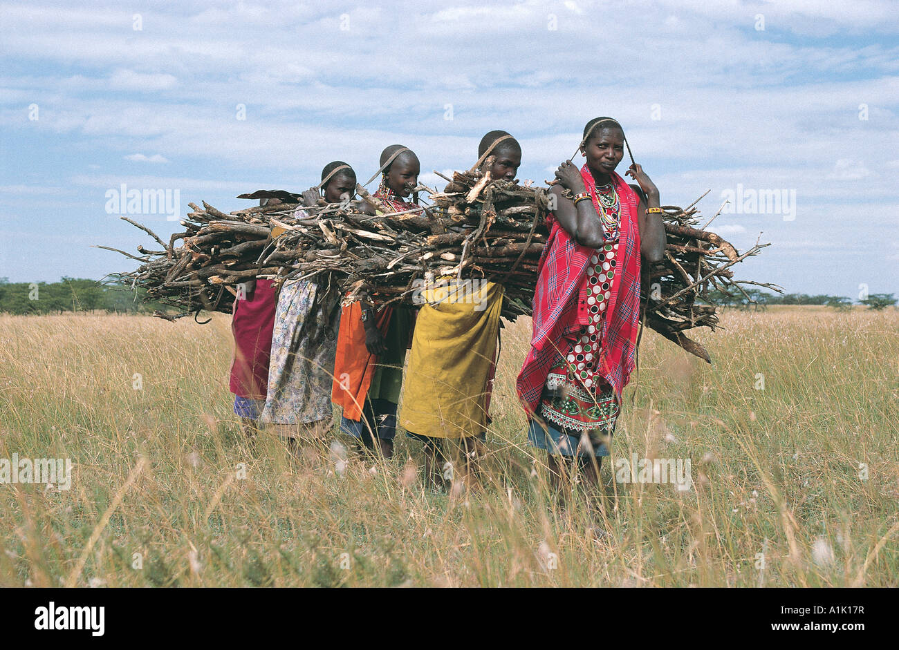 Massai-Frauen tragen Brennholz auf Aitong Ebenen in der Nähe von Masai Mara National Reserve Kenya Stockfoto
