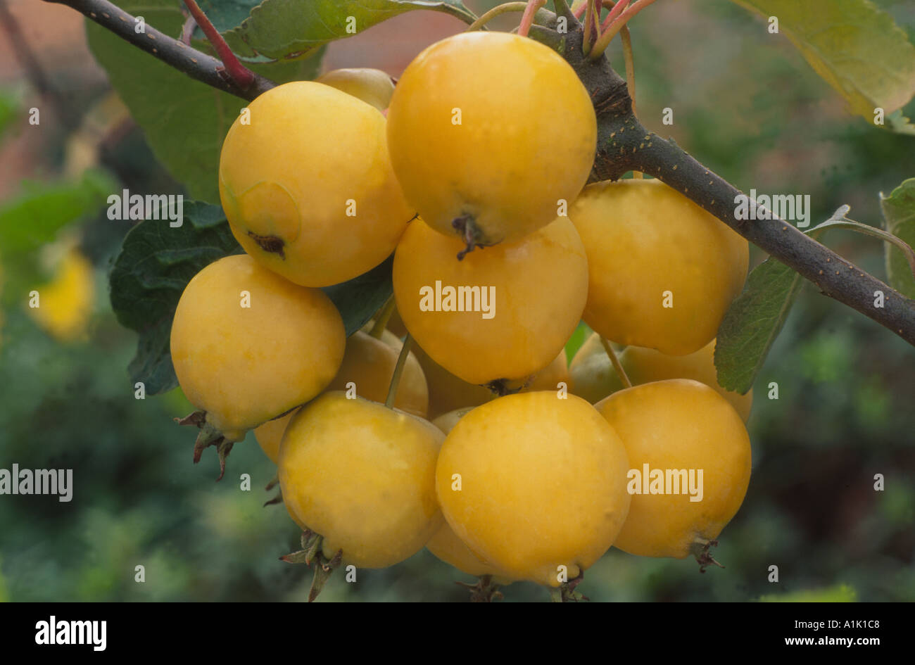 MALUS Golden Hornet Stockfoto