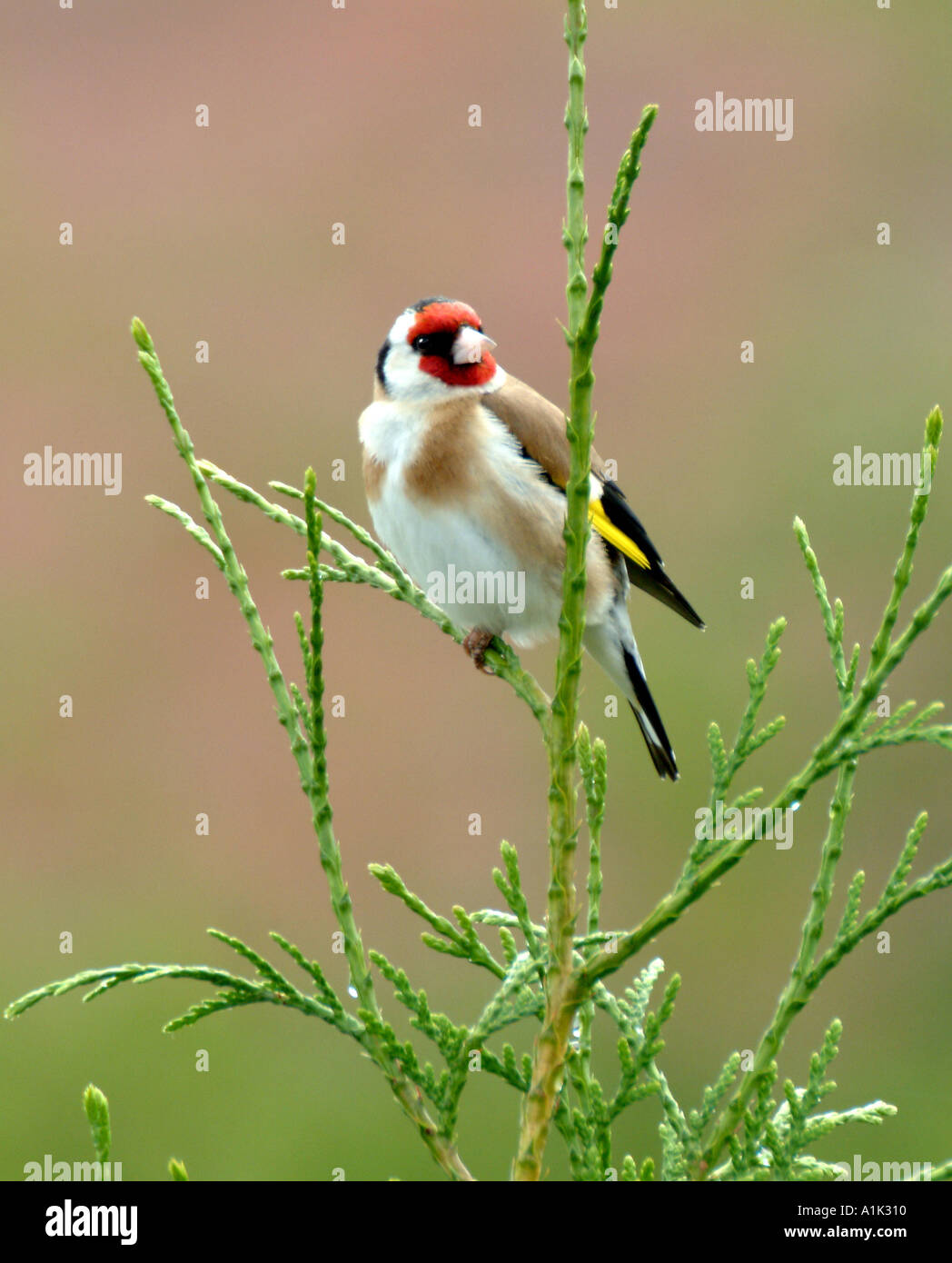 Männliche Stieglitz Gesang in Tanne in einem Cheshire Garten Alsager England Vereinigtes Königreich UK Stockfoto