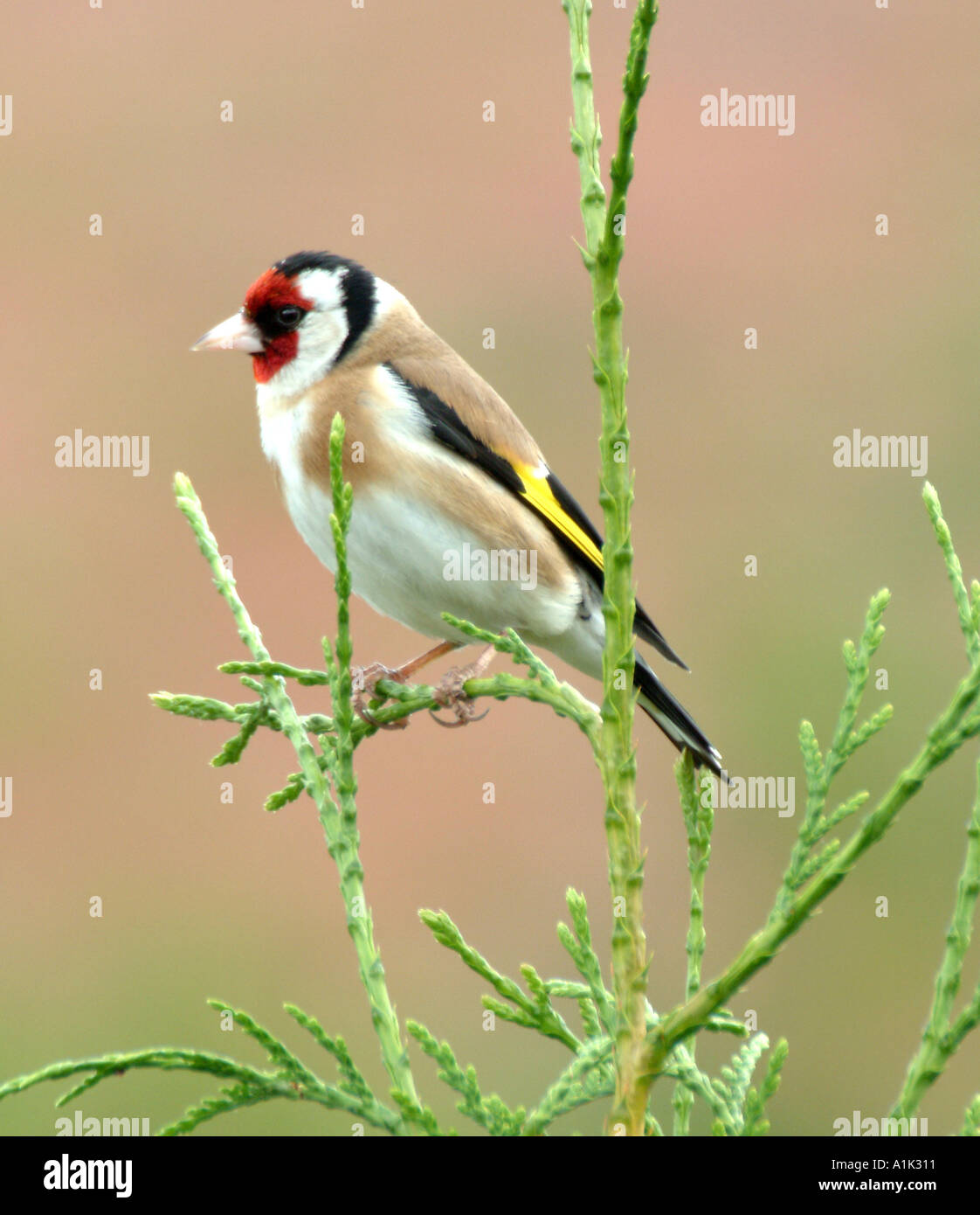 Männliche Stieglitz Gesang in Tanne in einem Cheshire Garten Alsager England Vereinigtes Königreich UK Stockfoto