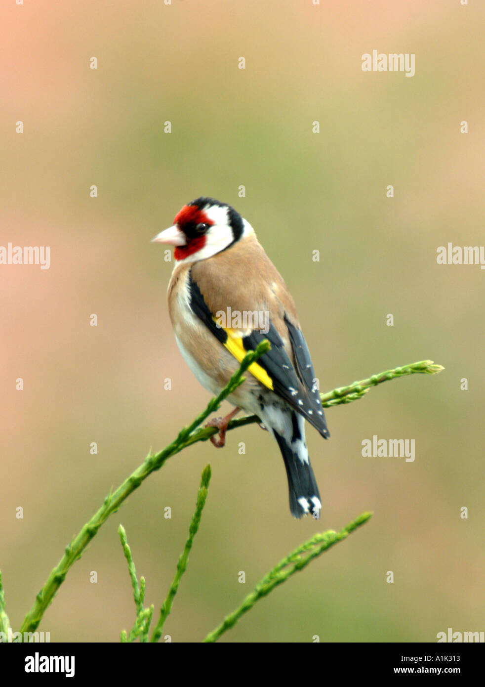 Männliche Stieglitz Gesang in Tanne in einem Cheshire Garten Alsager England Vereinigtes Königreich UK Stockfoto