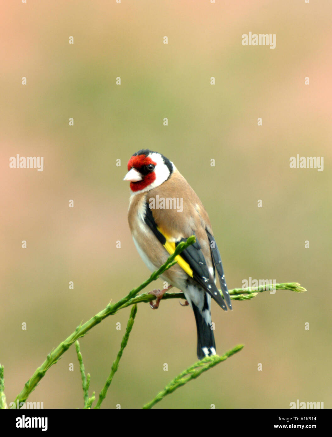 Männliche Stieglitz Gesang in Tanne in einem Cheshire Garten Alsager England Vereinigtes Königreich UK Stockfoto