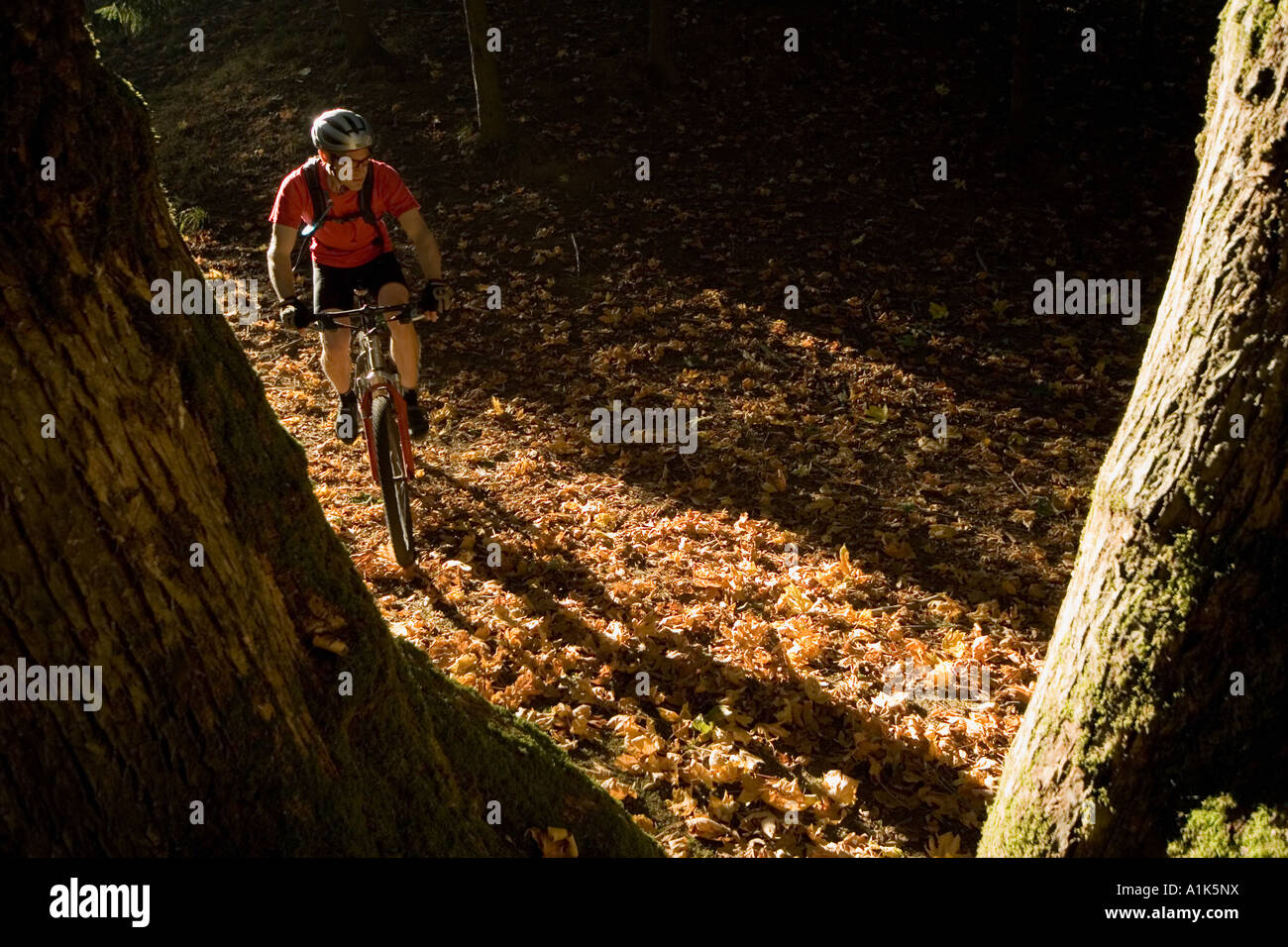 Ein einzelnes kaukasisches Männchen reitet ein Mountain-Bike durch den Wald am Nachmittag Stockfoto