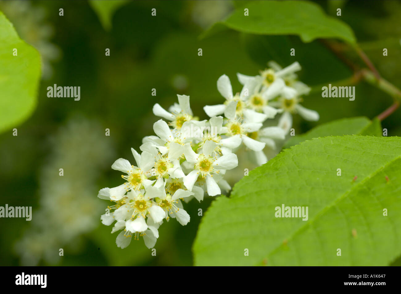 Vogel-Kirsche Prunus Padus in England Blume Stockfoto