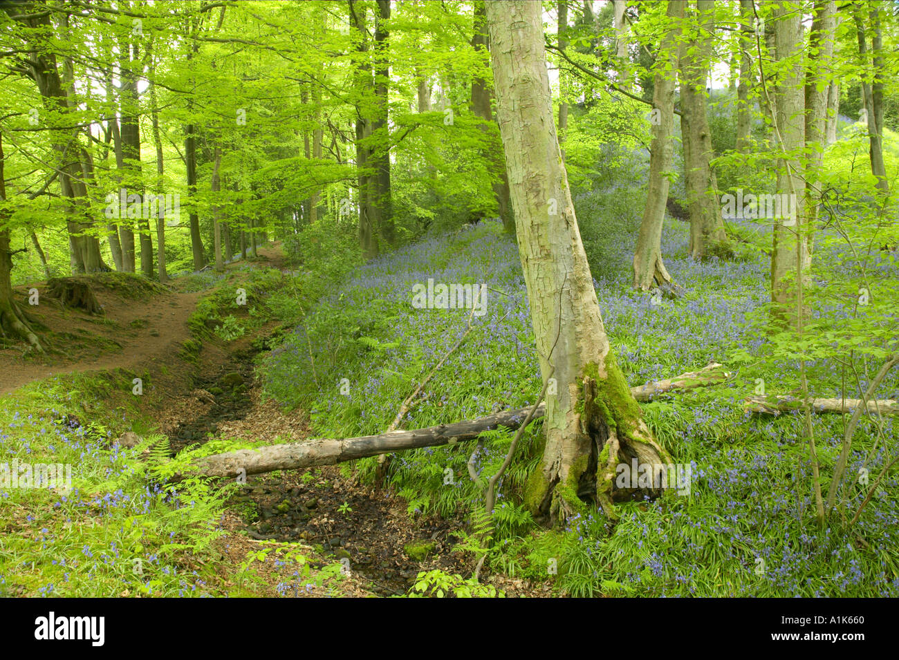 Wanderweg durch Frühholz mit Glockenblumen Stockfoto