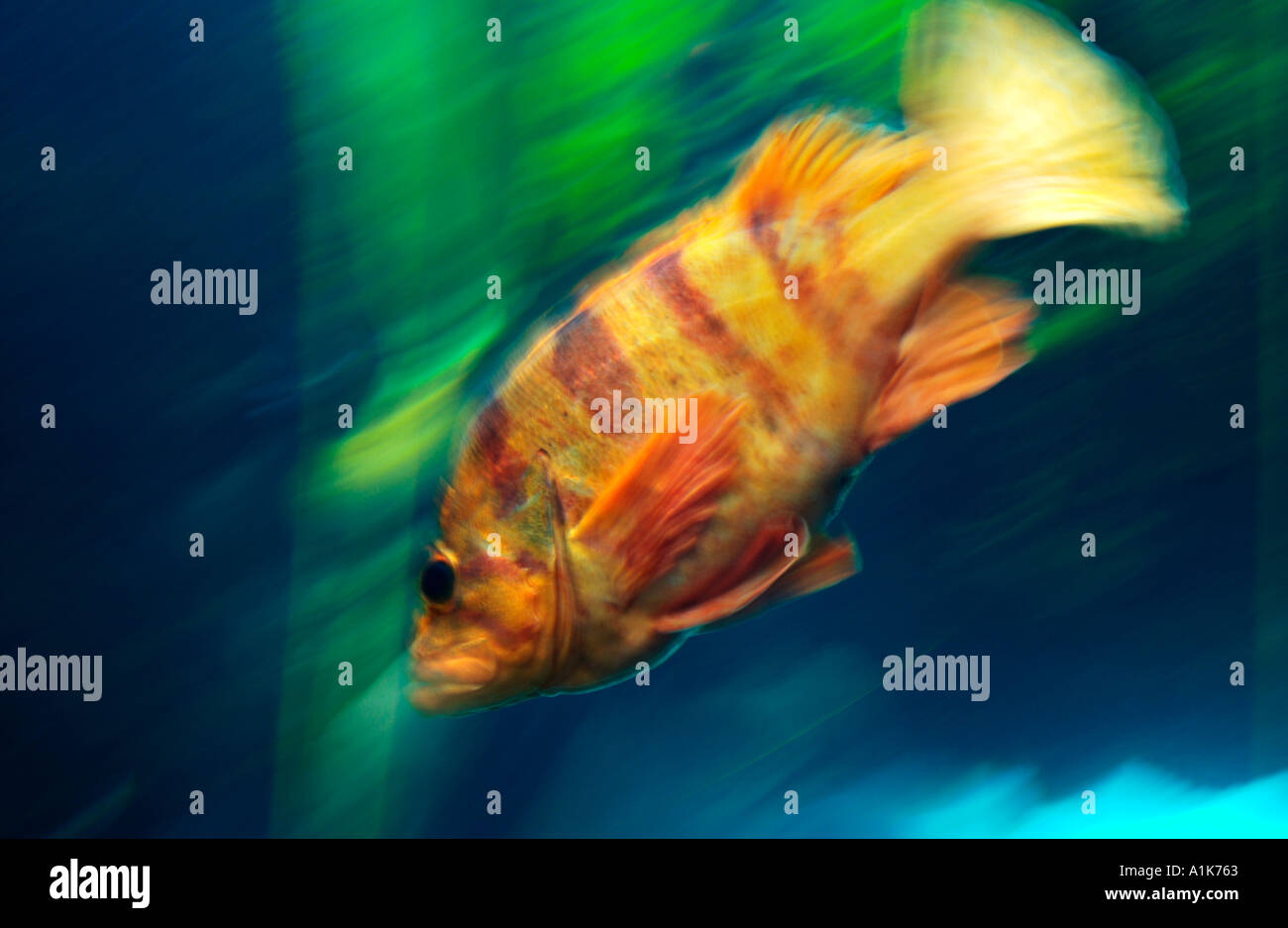 Fische schwimmen im aquarium Stockfoto