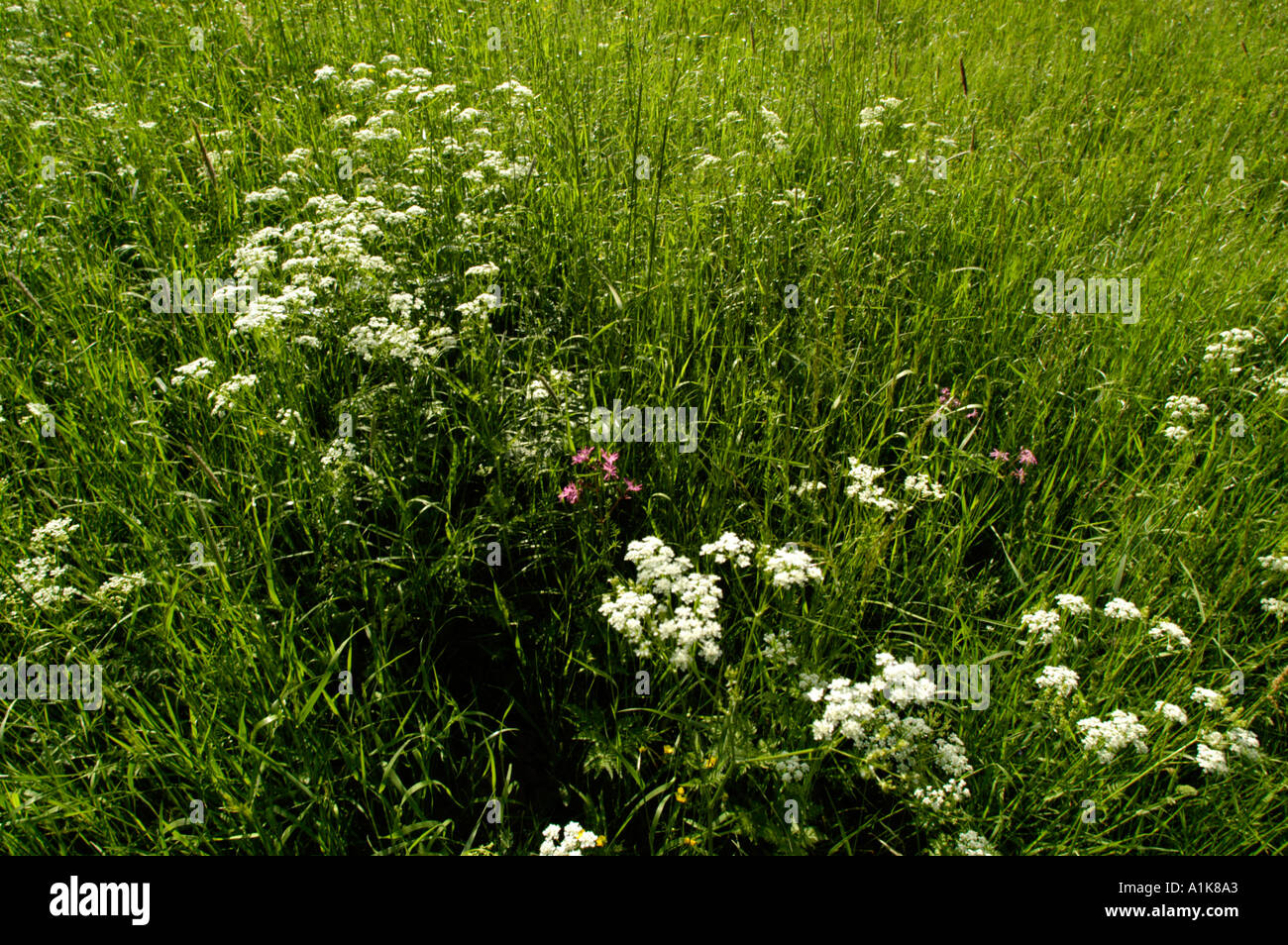 Weide mit Blumen Stockfoto