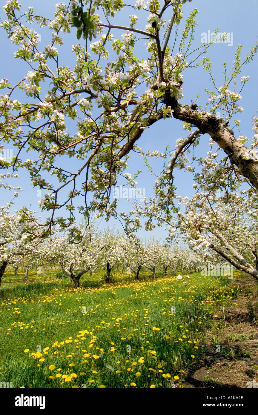 Michigan Apfelgarten mit Blüten in voller Blüte Stockfoto