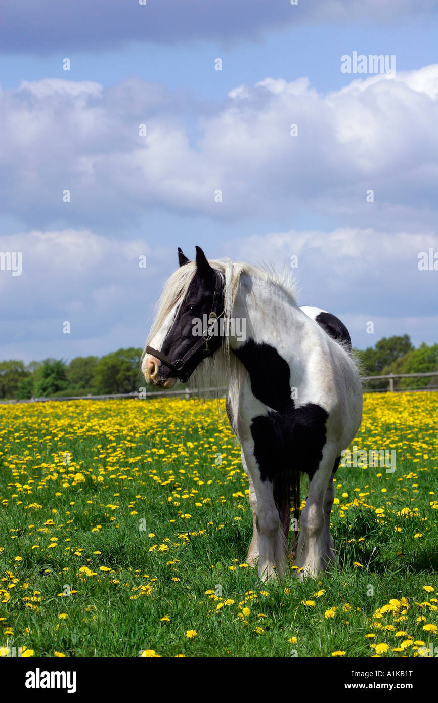 Weibliche Irish tinker Pferd auf der Löwenzahn-Wiese im Frühjahr (Equus Przewalskii F. Caballus) Stockfoto