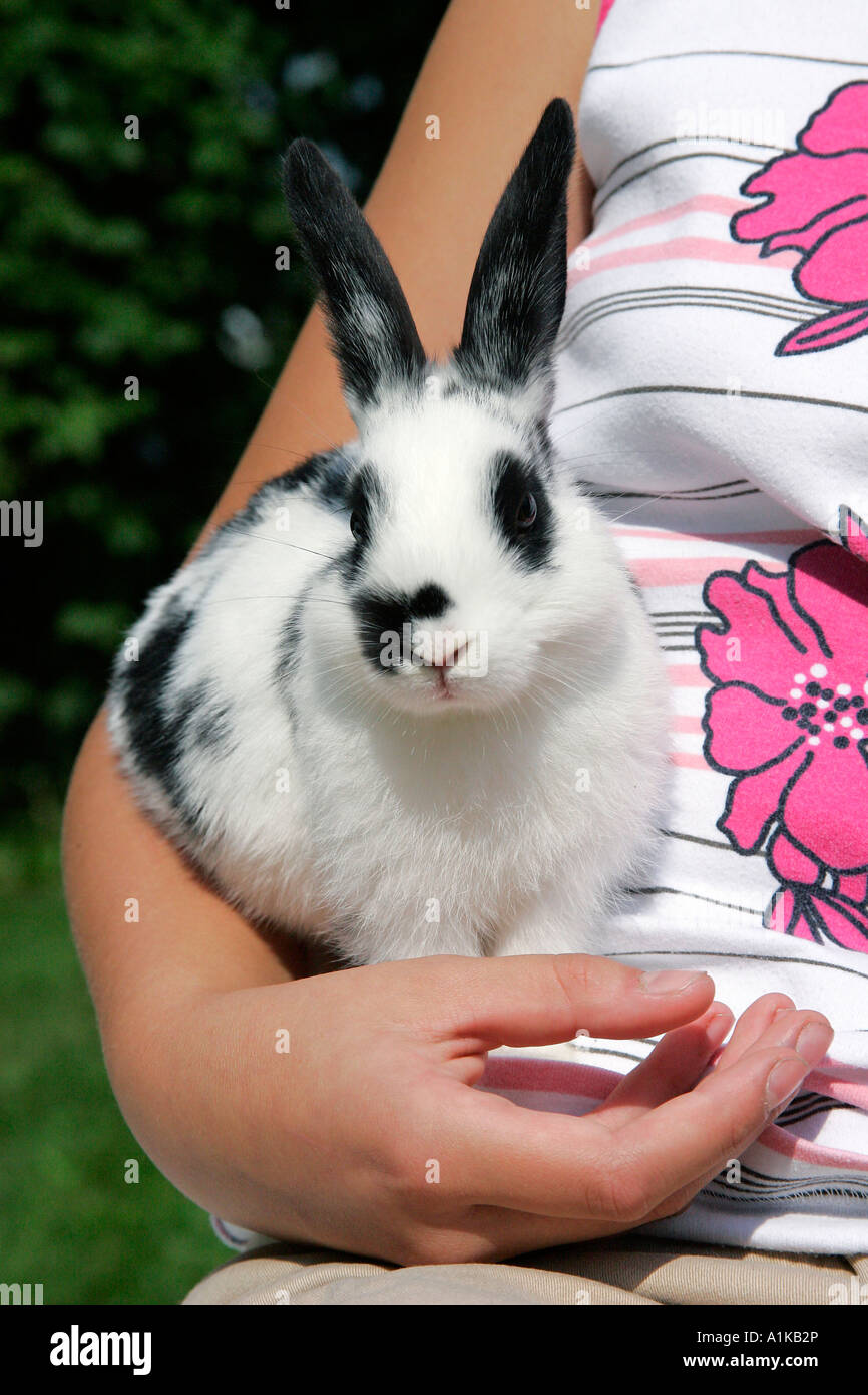 Haustier Kaninchen - Zwerg Kaninchen in einem Mädchen-Arm Stockfoto
