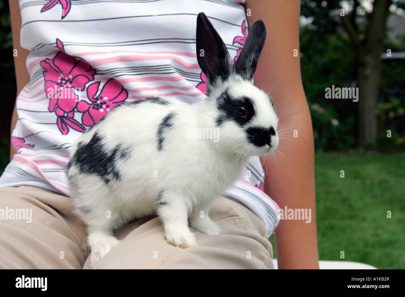 Haustier Kaninchen - Zwerg Kaninchen Stockfoto