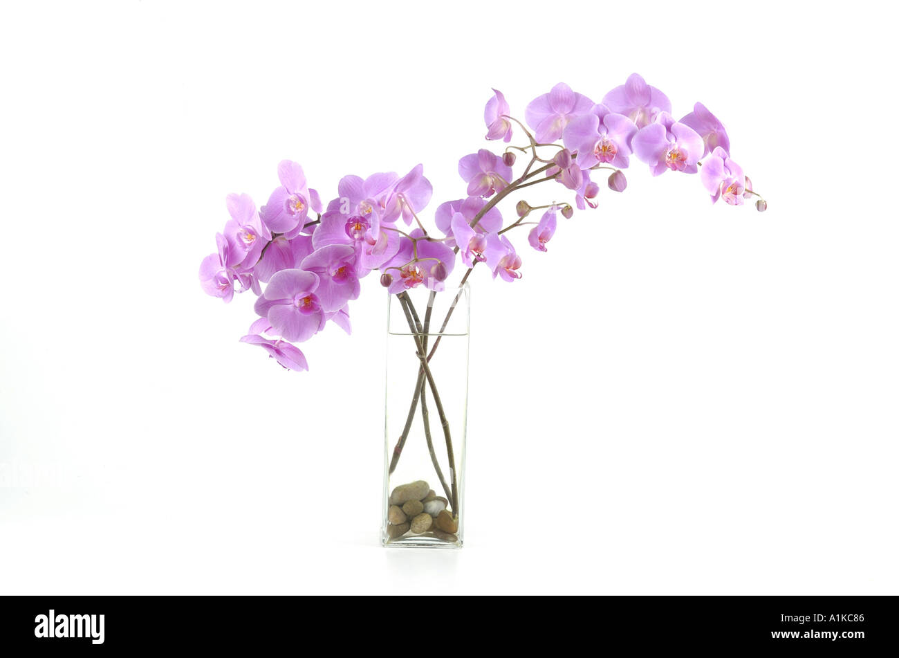 Phalaenopsis-Orchideen in einer Glasvase Stockfoto