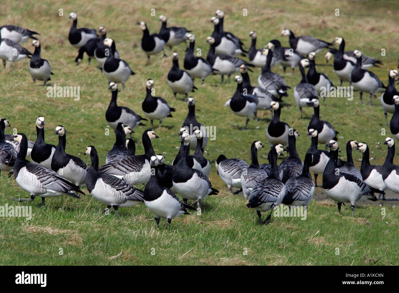 Herde von Weißwangengans (Branta Leucopsis) Stockfoto