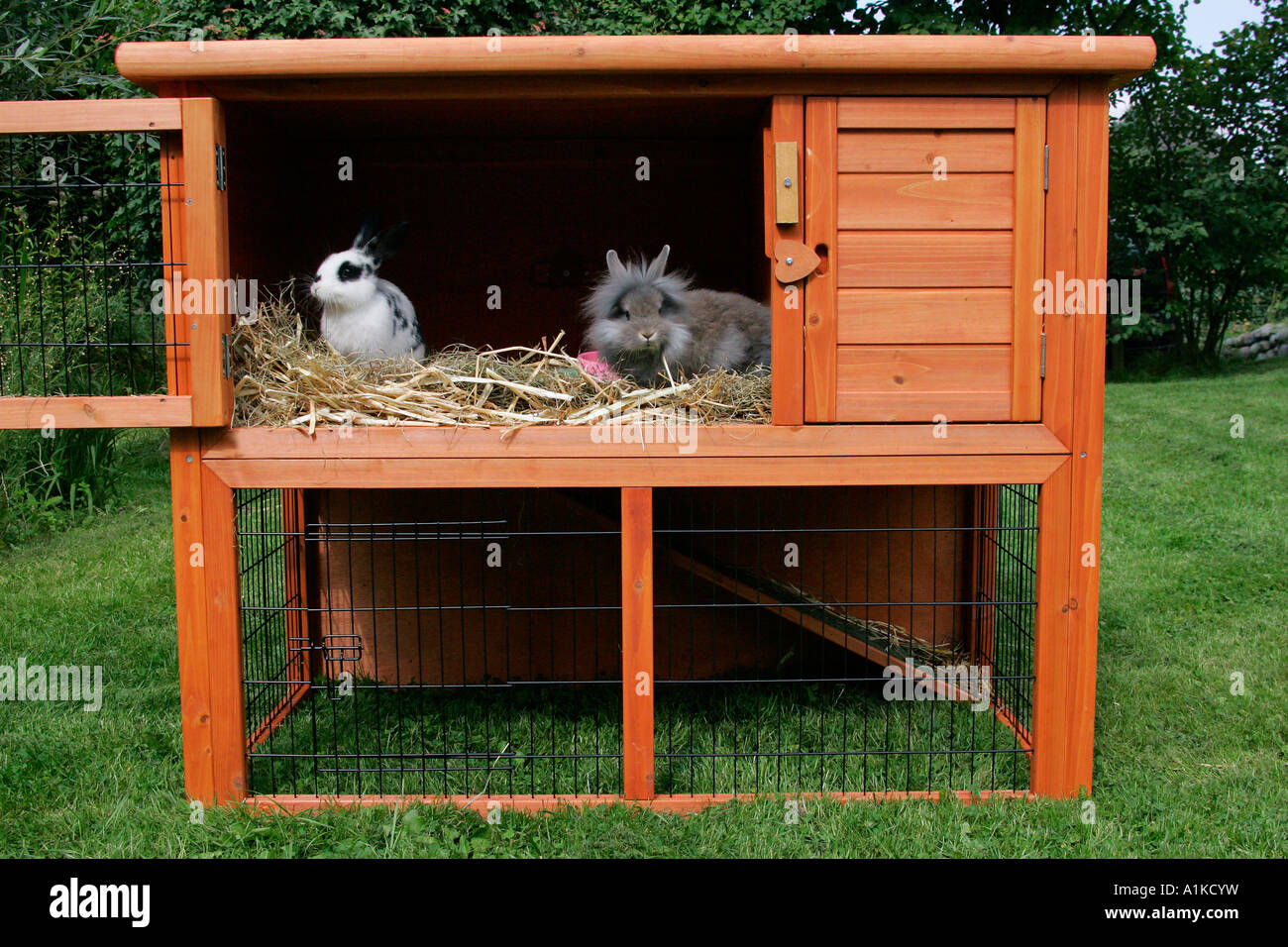 Haustier Kaninchen - Zwergkaninchen in Arabbit Stall Stockfoto