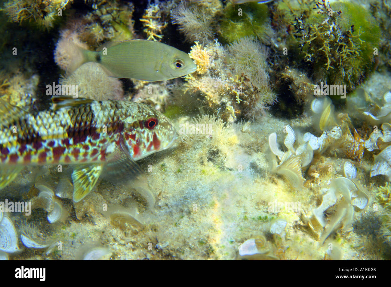 Rote Meerbarbe, Mullus Surmuletus, ist auf der Suche nach Nahrung im Seegras und ringförmigen Bernsteinmakrelen, Brasse Annularis verfolgt. Stockfoto