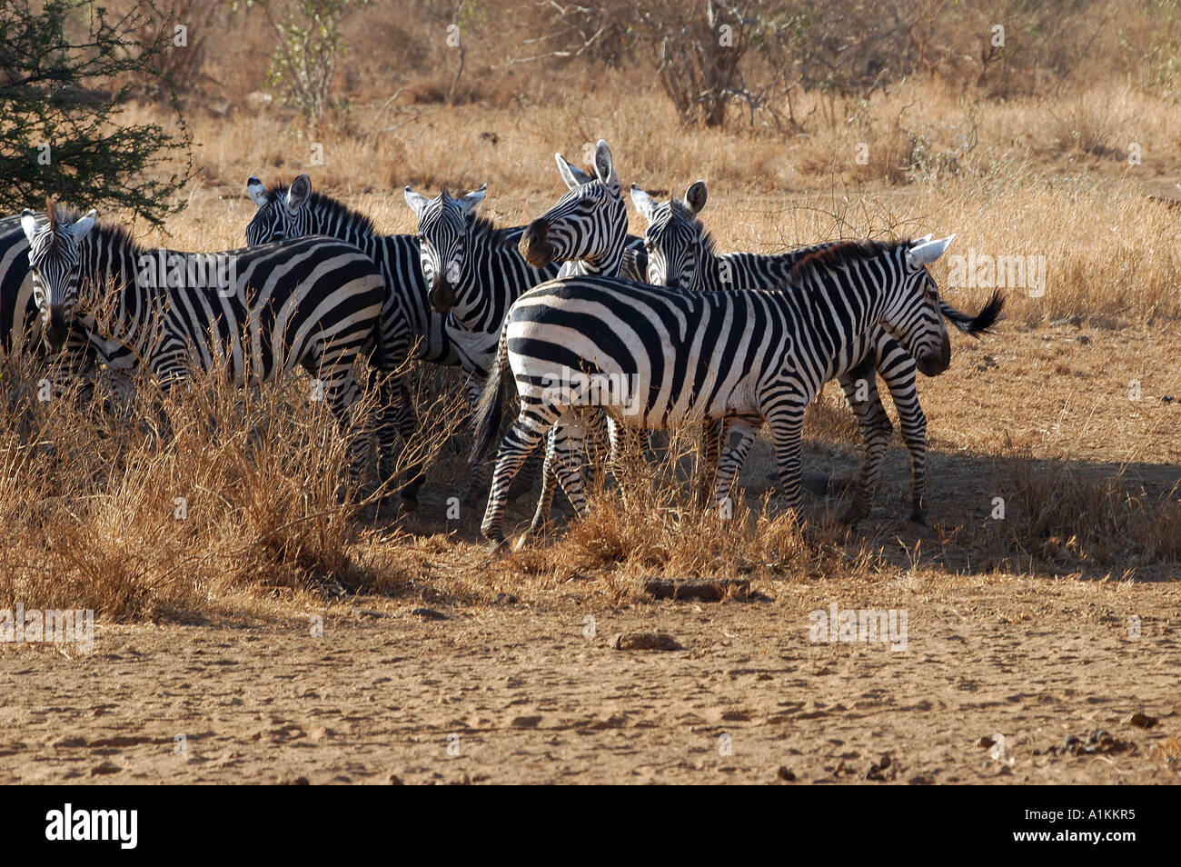 Zebras finden Schatten in der Hitze der Septembersonne im Tsavo West Nationalpark Kenia Stockfoto