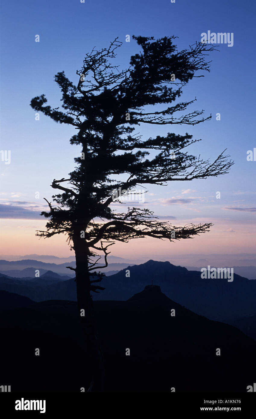 einzigen Baum im Wind auf einem Hügel in der Abenddämmerung Stockfoto