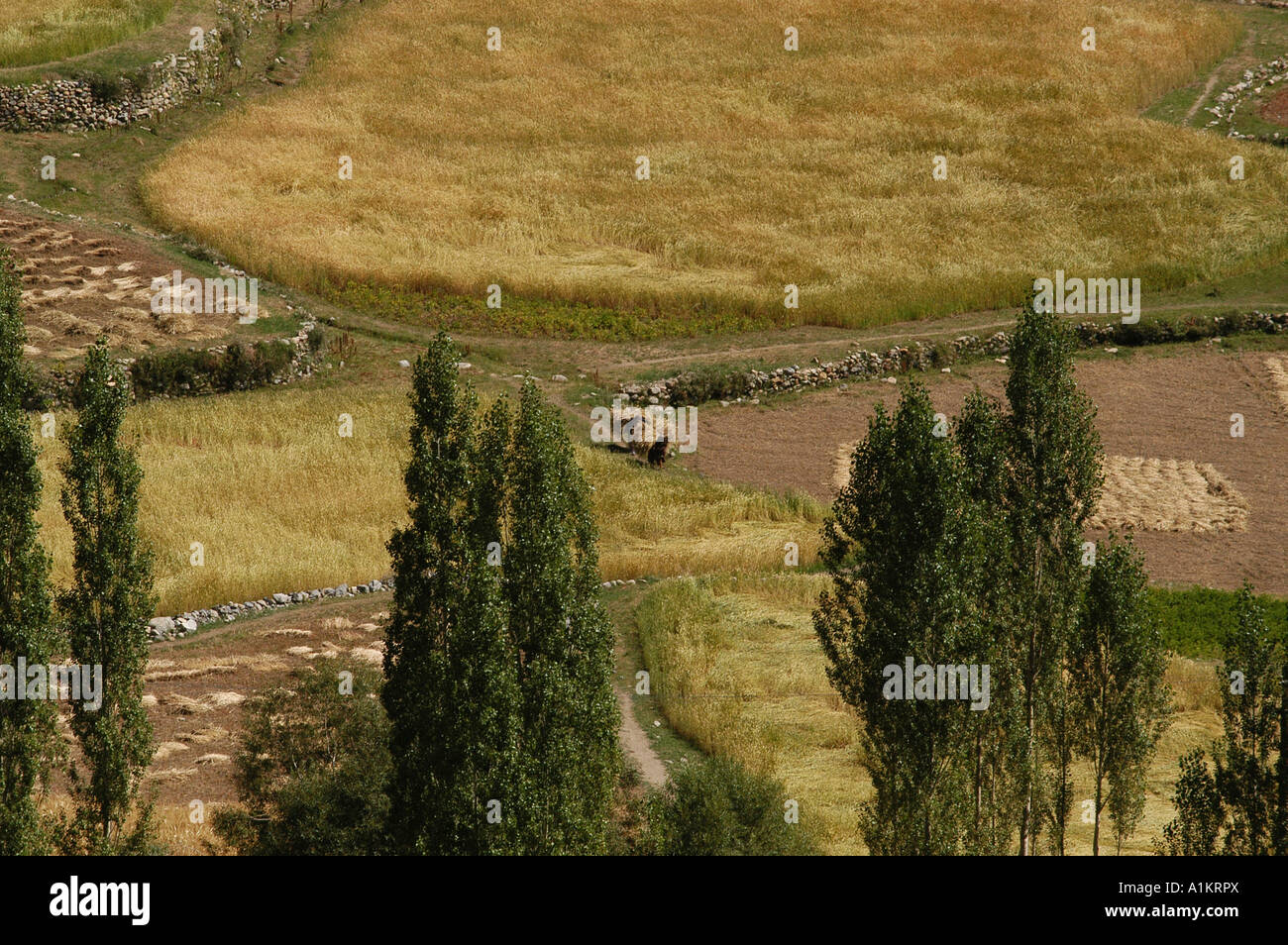 Indien Ladakh Region Bundesstaat Jammu und Kashmir Felder in der Nähe von Nimu Stockfoto
