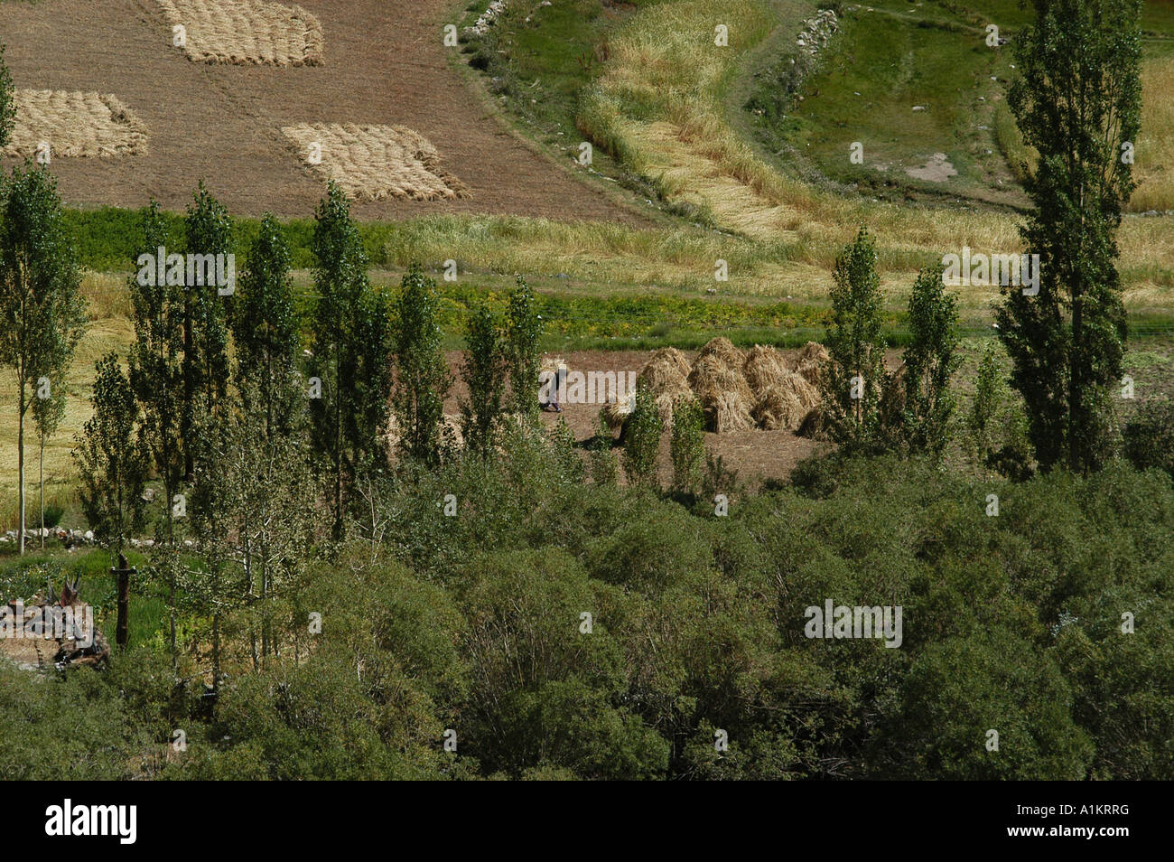 Indien Ladakh Region Bundesstaat Jammu und Kashmir Felder in der Nähe von Nimu Stockfoto