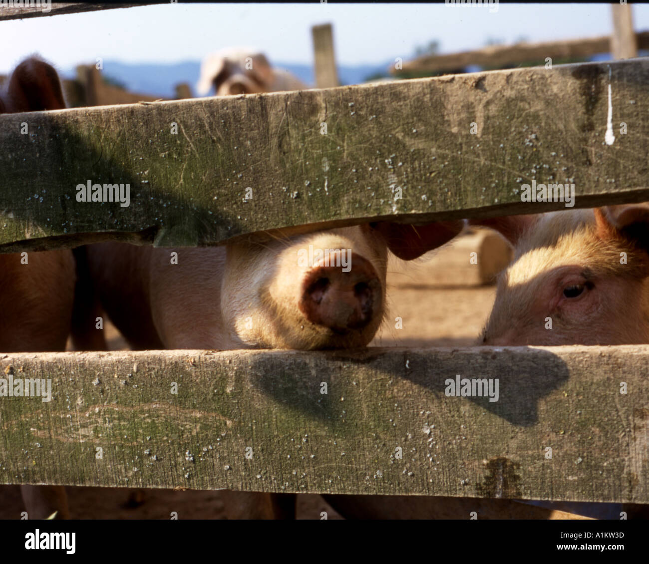 Schweine in einem Kugelschreiber Milatovic Zentralserbien Stockfoto