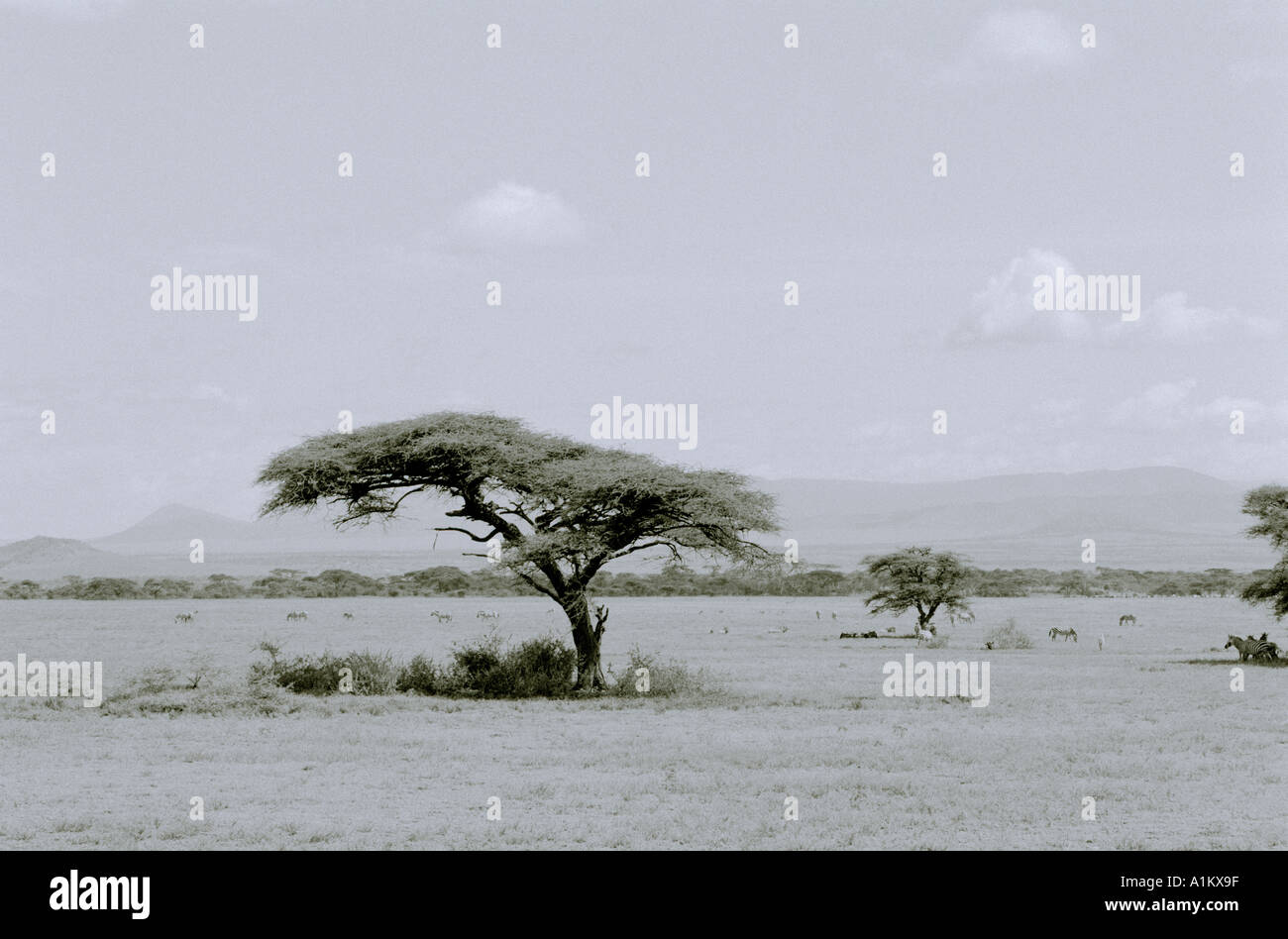 Welt Landschaften. Abenteuer-Safari-Reisen in die schöne Landschaft der Serengeti Nationalpark in Tansania in Afrika. Eskapismus unerschrockenen Naturreisen Stockfoto