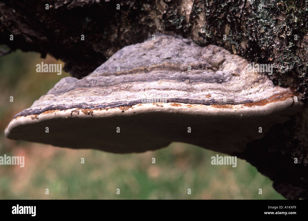 Halterung Pilz klammerte sich an Stamm Pilz Pilze große Diskus geformt Wald Wald Pflanze alten Baum Rinde horizontale specimin Stockfoto