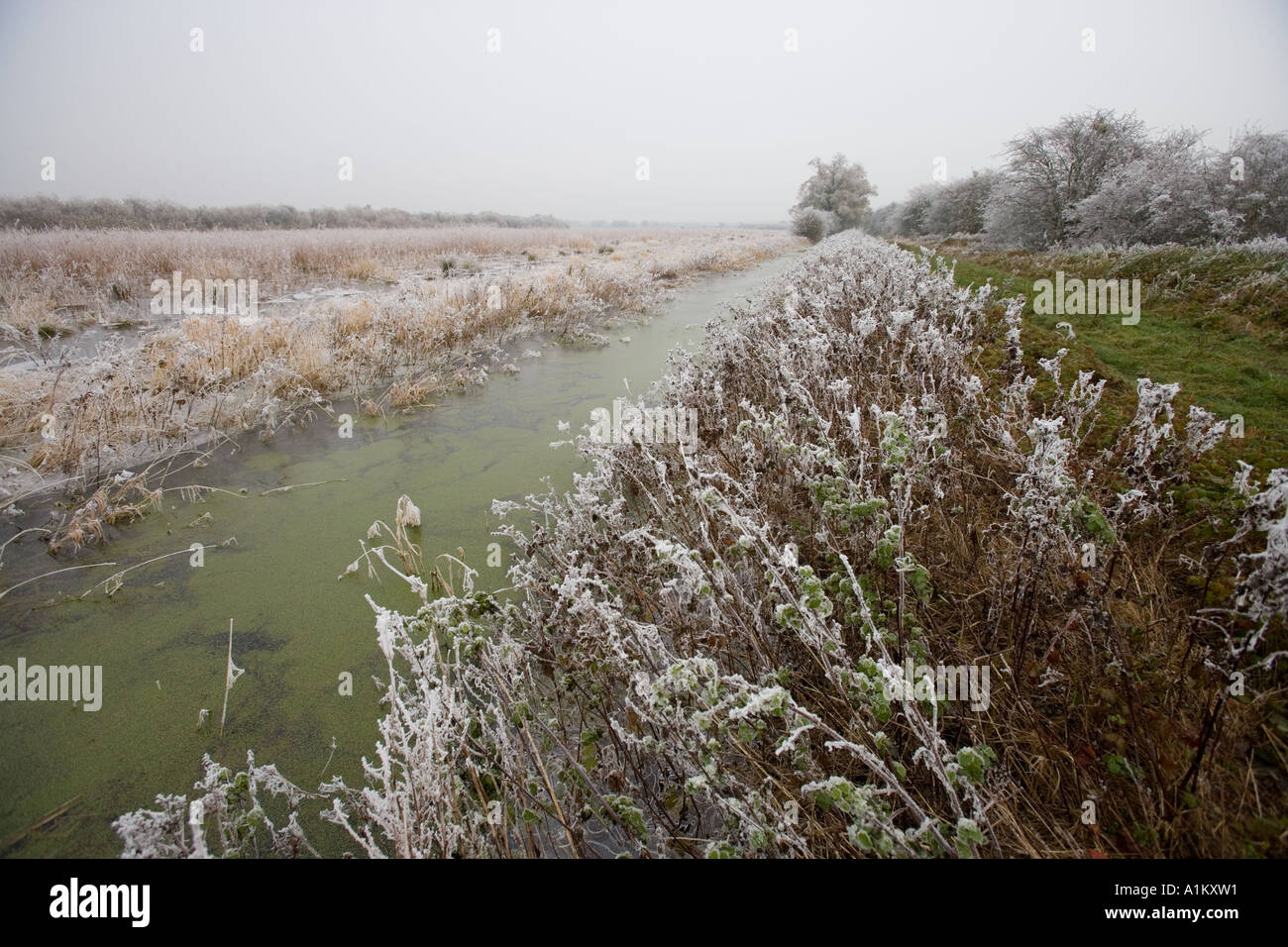 Winter, die Überflutung der Wiesen im Coombe Hügel Naturreservat, Gloucestershire Wildlife Trust. Stockfoto