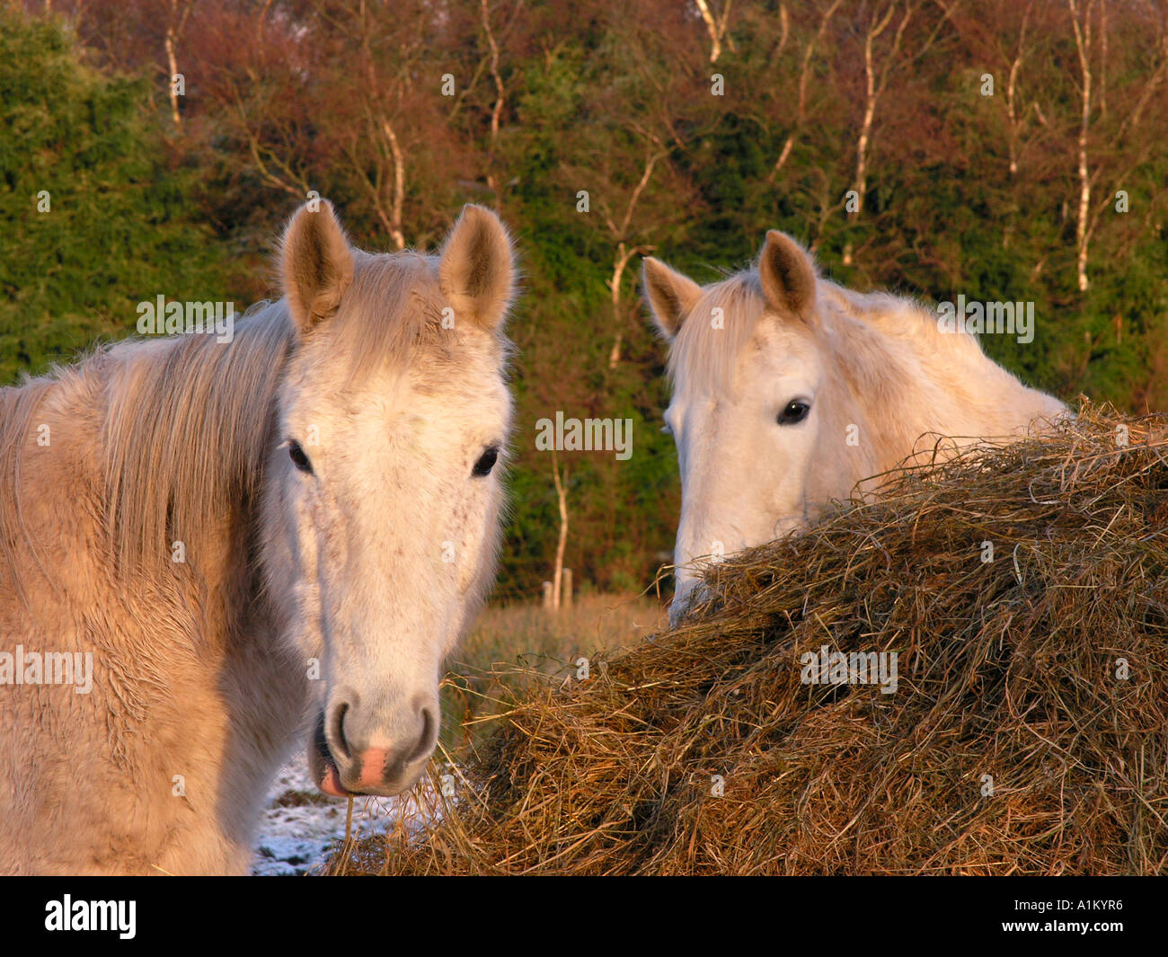 Pferde-Winterfütterung in der Nähe von Kochsalzlösung Fife Schottland Stockfoto