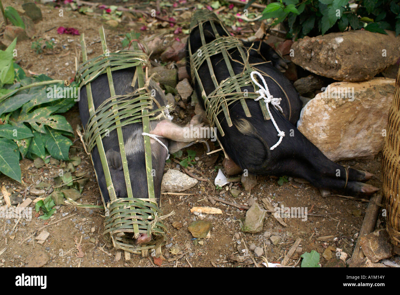 Lebende Schweine fest gebunden in Bambus Geschirre, Nord-Vietnam Stockfoto