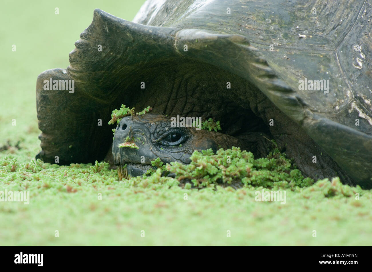 Galapagos-Riesenschildkröte (Geochelone Elephantopus) In Highland Schwimmbad, wilde Santa Cruz ist GALAPAGOS Ecuador Stockfoto