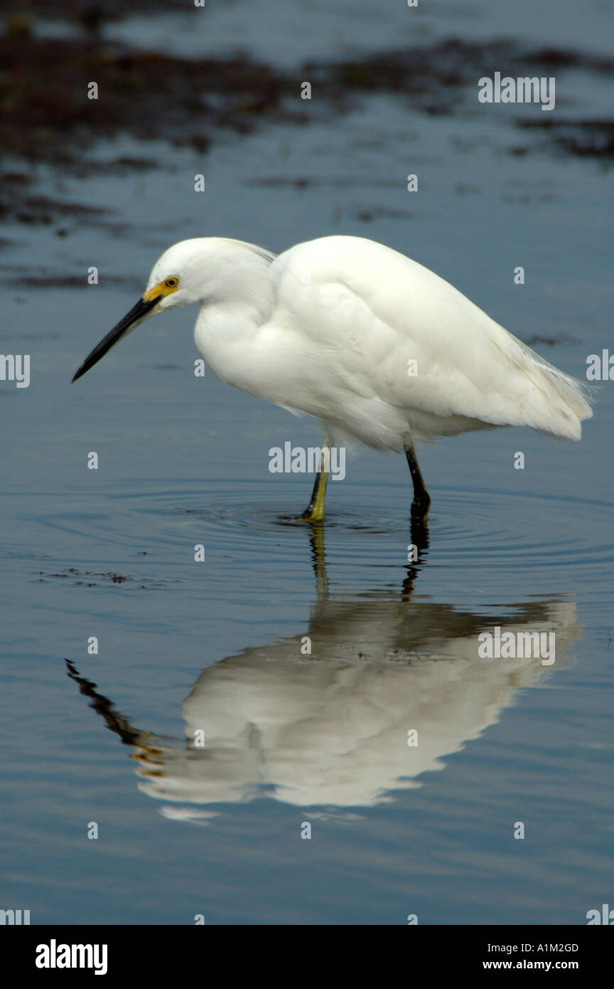 Snowy Reiher Egretta unaufger Florida Everglades USA Stockfoto