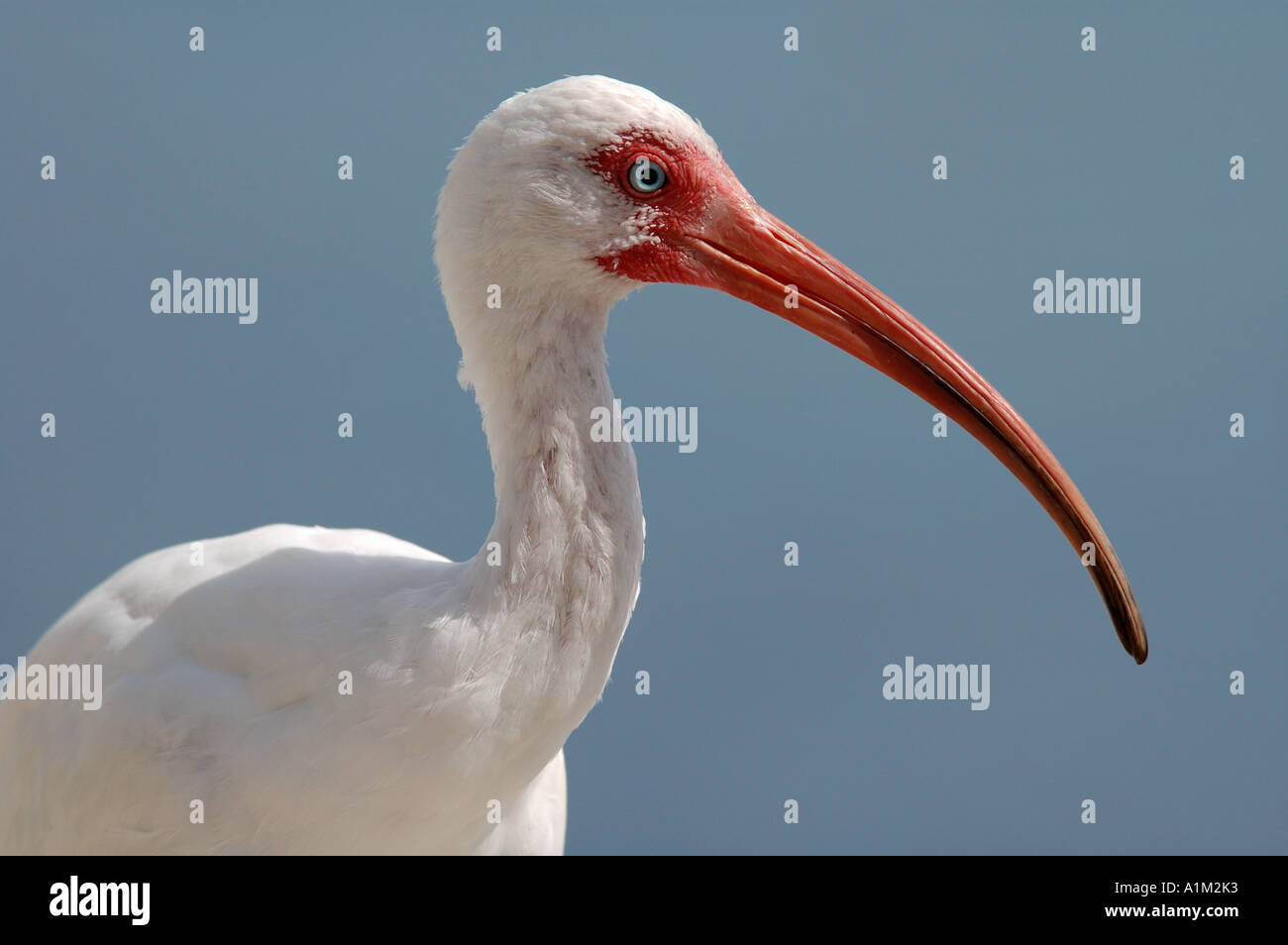 Weißer Ibis Eudocimus Albus Florida USA Stockfoto