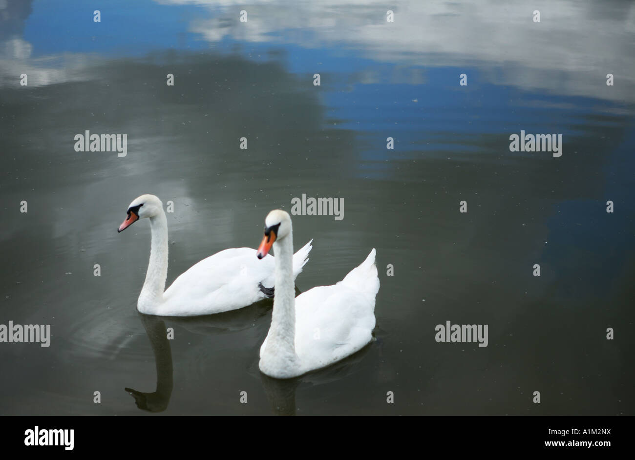 Gemeinsam schwimmen zwei Schwäne auf einem See in Leicester, UK Stockfoto