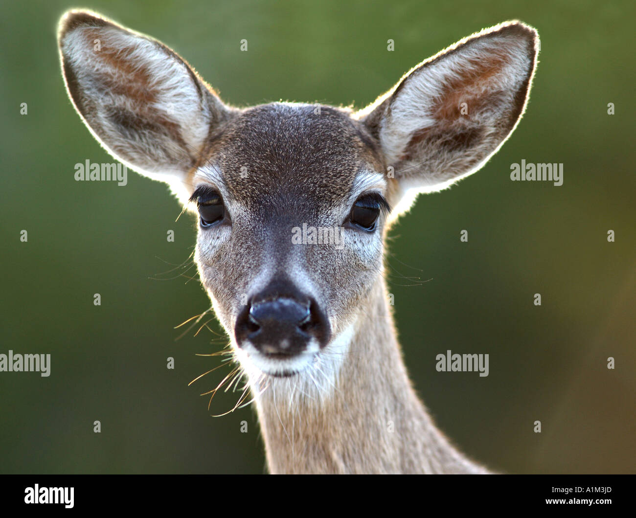 Florida Key Deer Odocoileous Virginianus Clavium USA Stockfoto