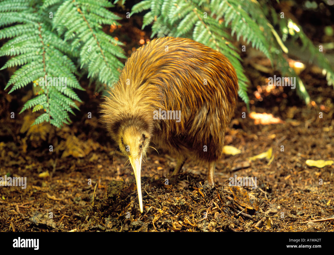 Kiwi-Vogel, Neuseeland Stockfoto