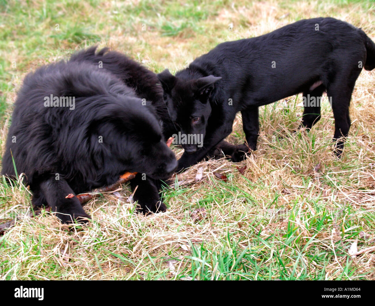 zwei schwarze Hunde spielen PR Stockfoto