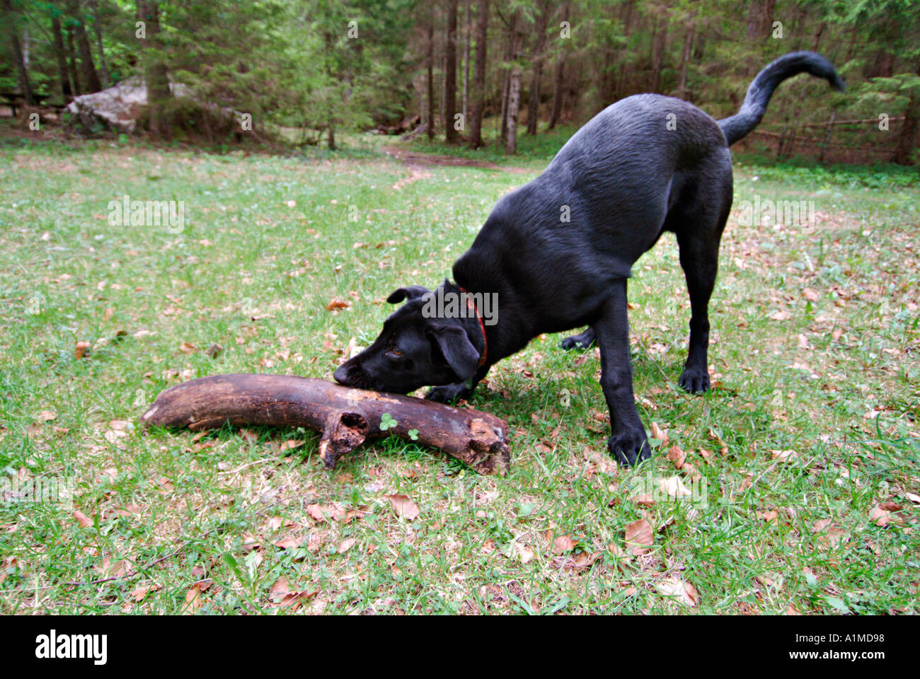 schwarzen Welpen tryin, um einen großen Knüppel PR zu fangen Stockfoto