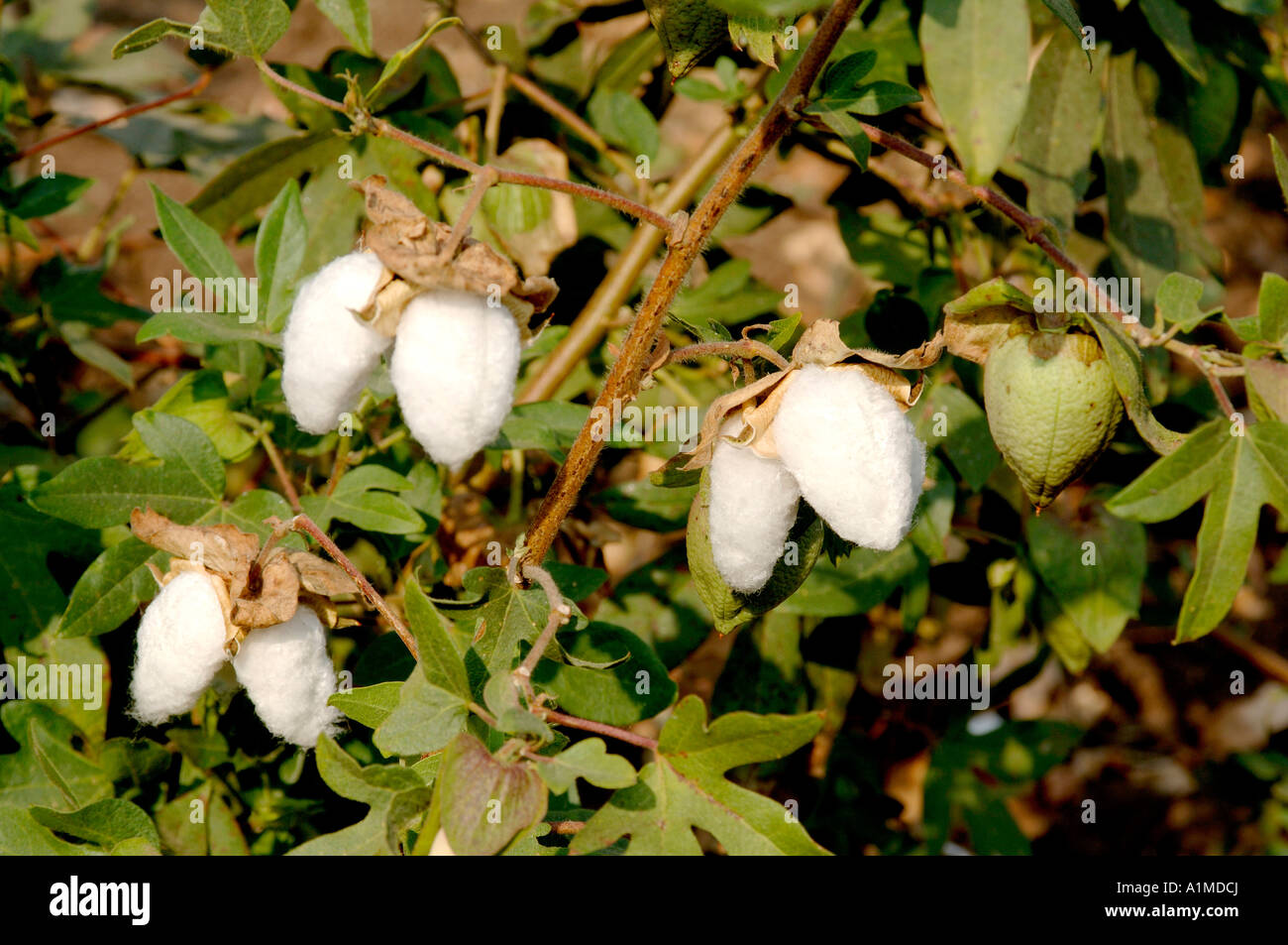 Baumwollpflanze Stockfoto