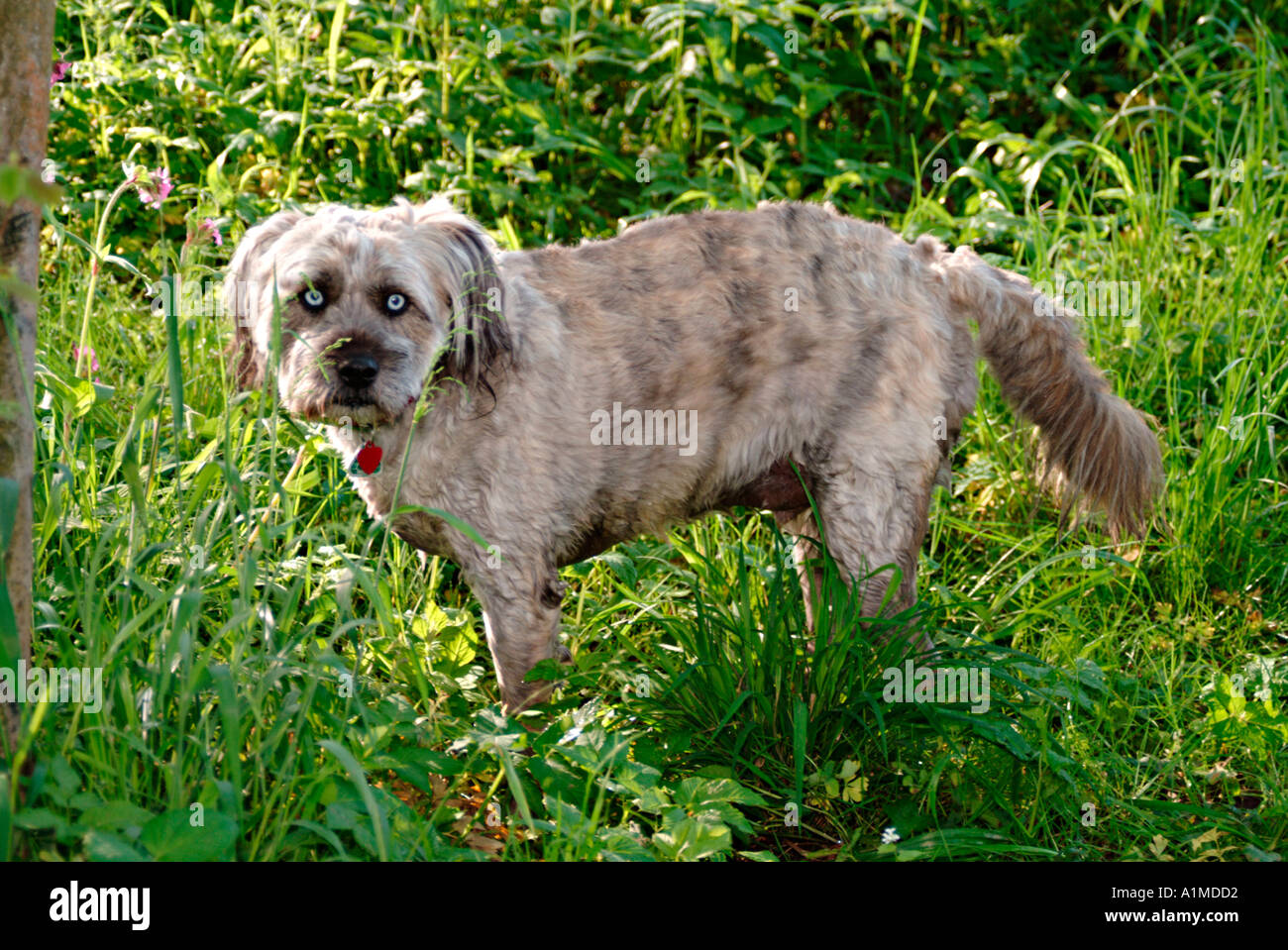 Grauer Hund mit blauen Augen auf einer Wiese Stockfoto